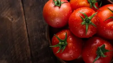 السعرات الحرارية في الطماطم 1 السعرات الحرارية في الطماطم السعرات الحرارية في الطماطم السعرات الحرارية في الطماطم