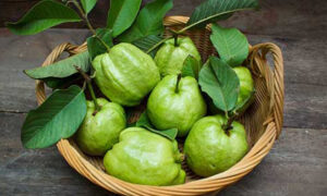فوائد ورق الجوافة للكلى