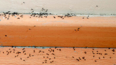 التخلص من النمل الصغير في المنزل